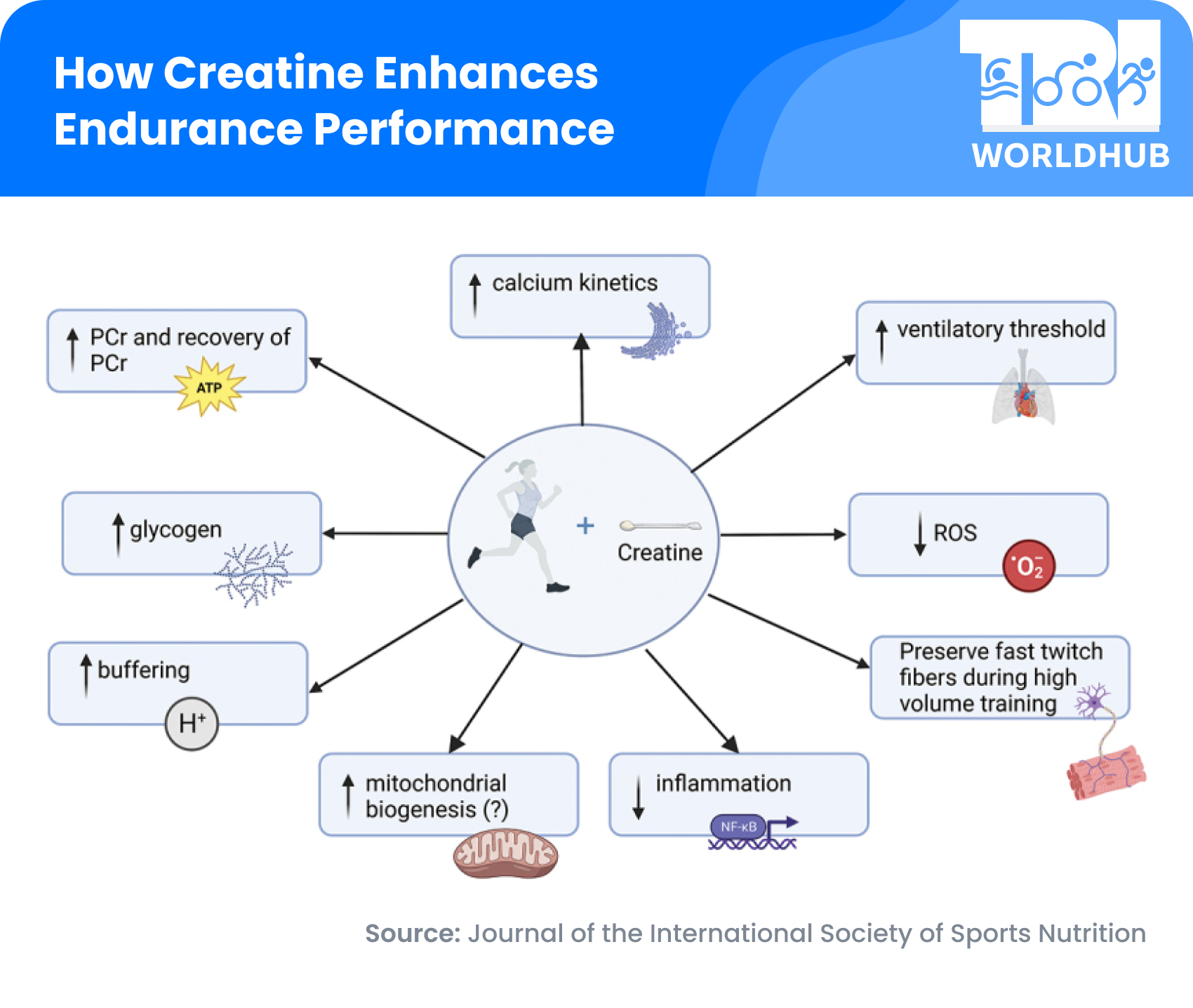 How Creatine Enhances Endurance Performance - TriWorldHub