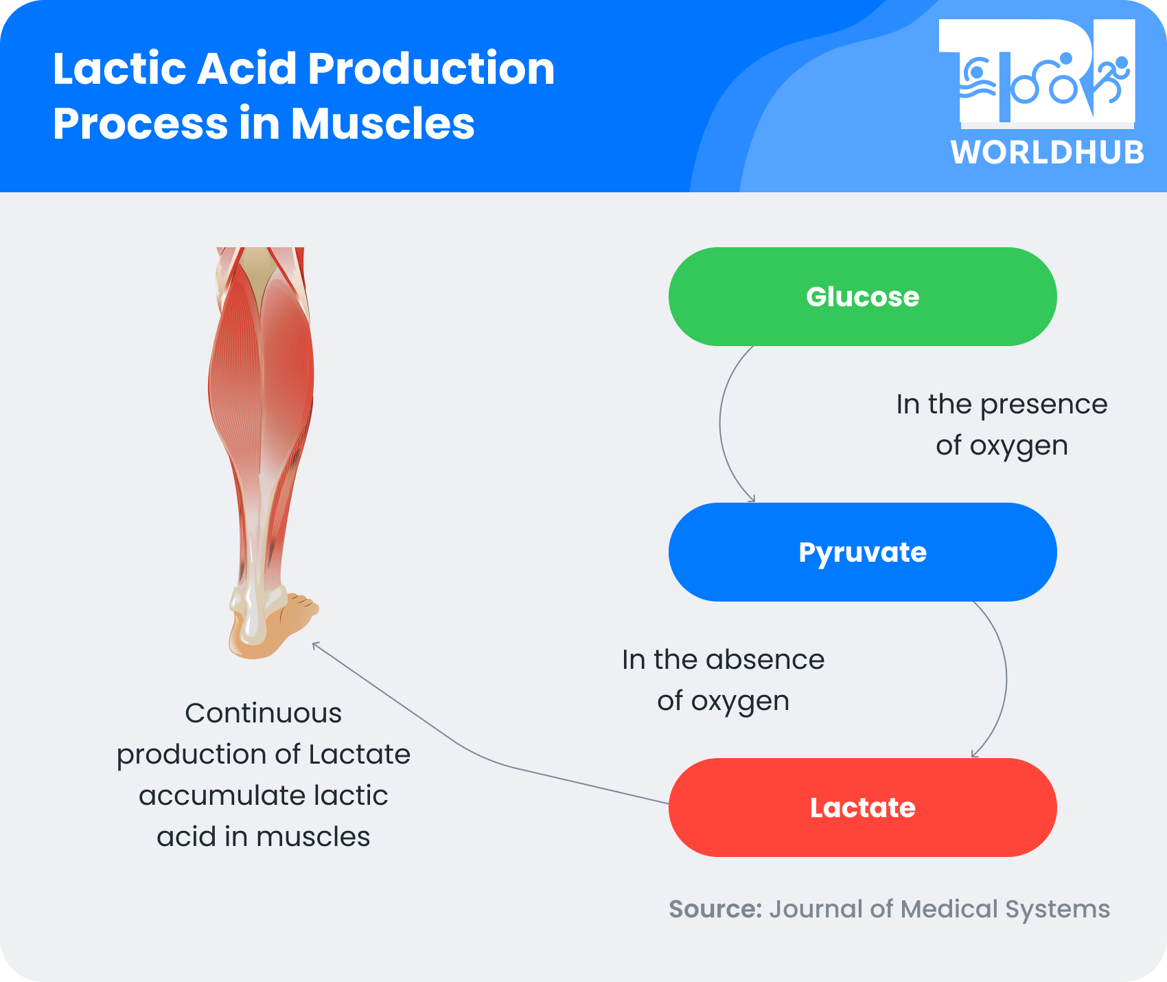 Lactic Acid Production Process in Muscles - TriWorldHub